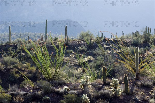 Cacti in the Sonoran desert