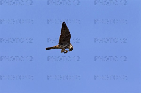 Eurasian Hobby