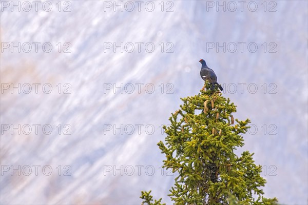 Black grouse