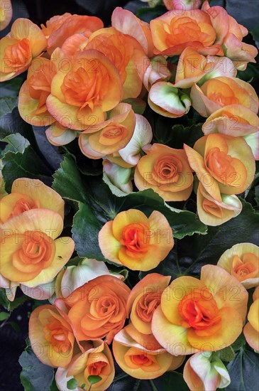Begonias