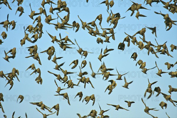 Red-billed oxpecker