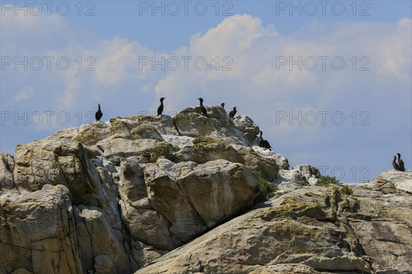 Great cormorant