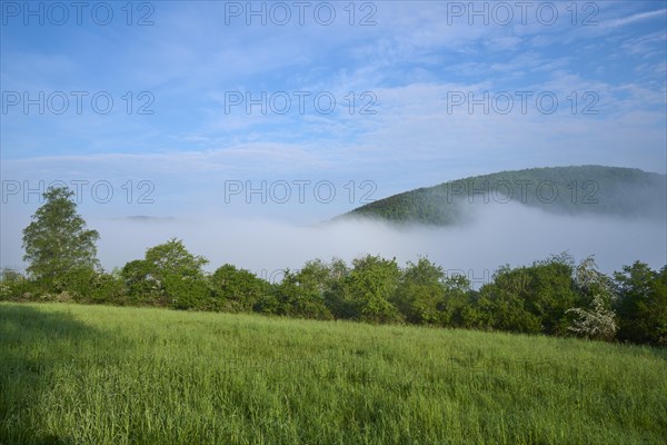Meadow