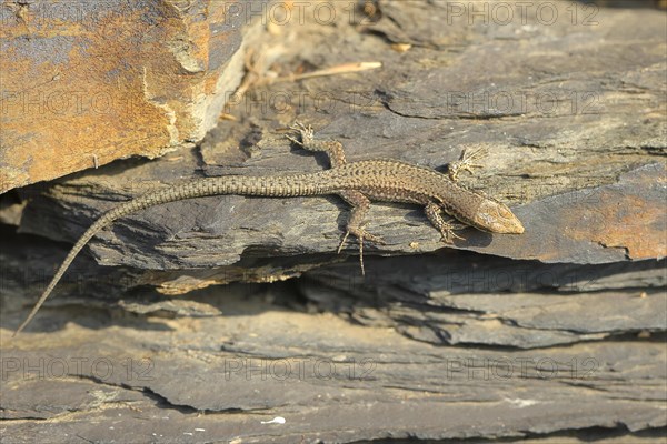 Common wall lizard