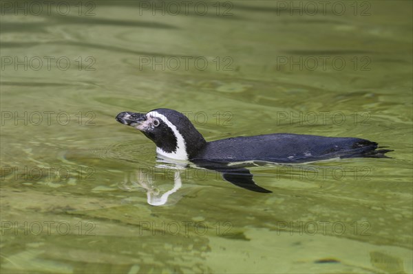 Humboldt penguin