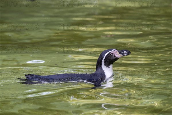 Humboldt penguin
