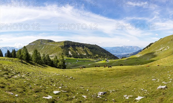 Herd of horses on the Trattbergalm with view to the Trattberg