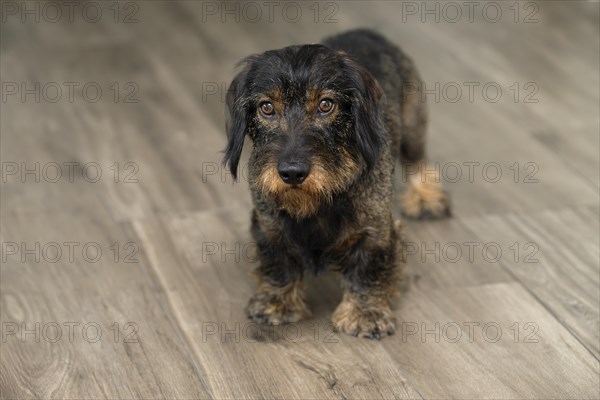 Rough-haired dachshund