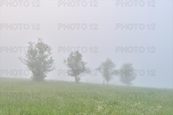 Meadow