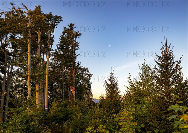 Group of trees in the morning with full moon