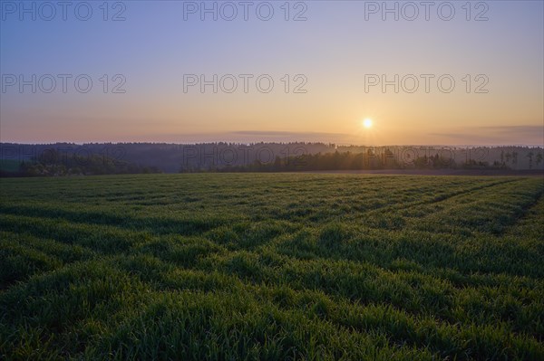 Grain field
