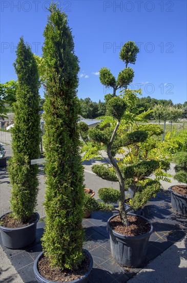 Arborvitaes