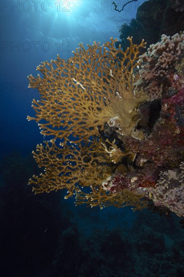 Net fire coral