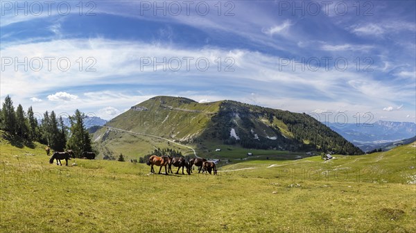 Herd of horses on the Trattbergalm with view to the Trattberg