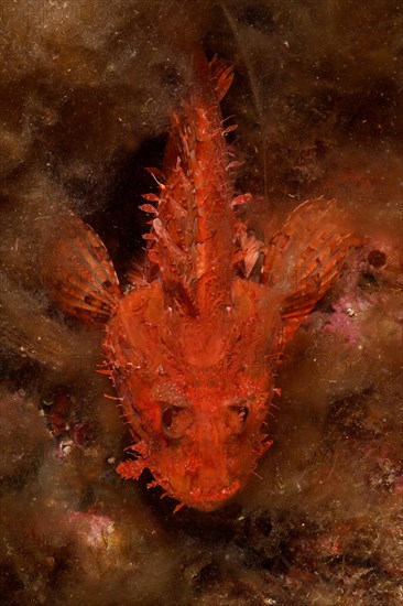 Red scorpionfish