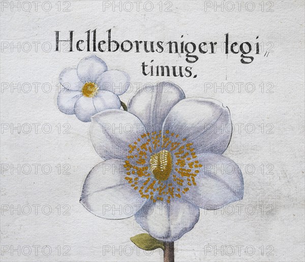 Christmas rose