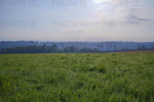 Meadow