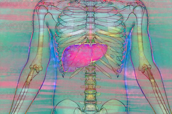 The liver is one of the largest organs in the body with many important functions for metabolism. It converts nutrients from food into substances that the body can use