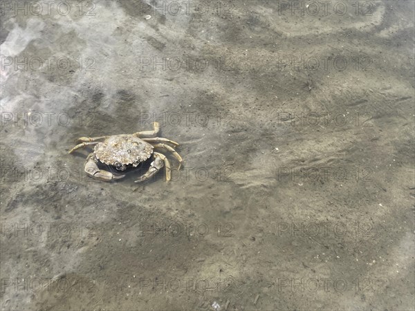 Common shore crab