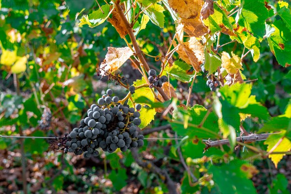 Organic black purple blue grapes riped ready to be harvested in summertime in Martani