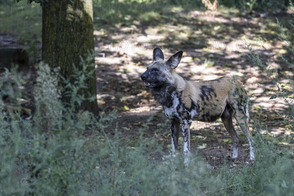 African wild dog