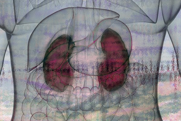 Every person basically has two kidneys that cleanse the blood of harmful substances and produce urine. The kidney is a paired organ belonging to the urinary system. It can be described as the body's s...