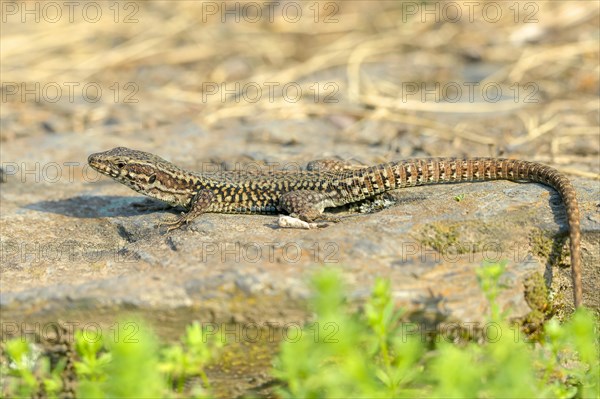 Common wall lizard