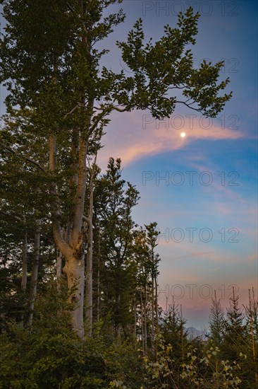 Group of trees in the morning with full moon
