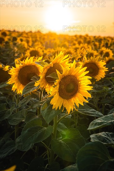 Huge sunflower field at sunset