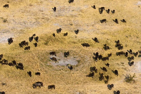 African buffalo