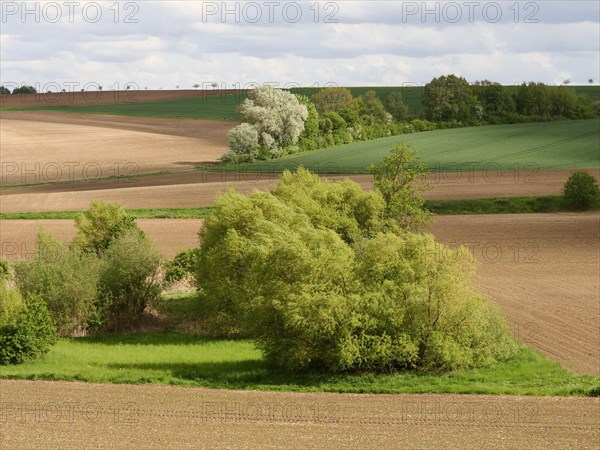 Bocage Landscape with Fields Hedges and Trees