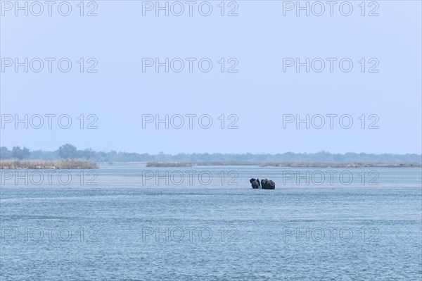 Elephants