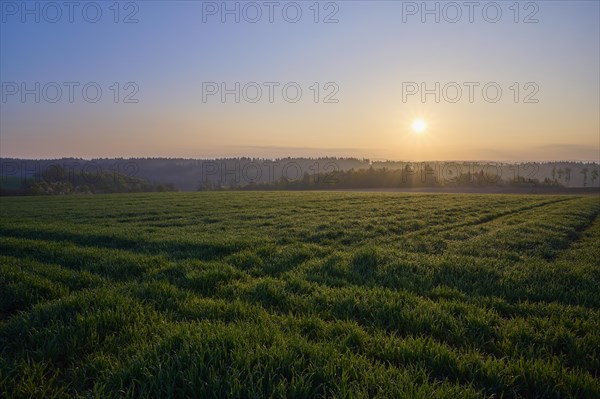 Grain field