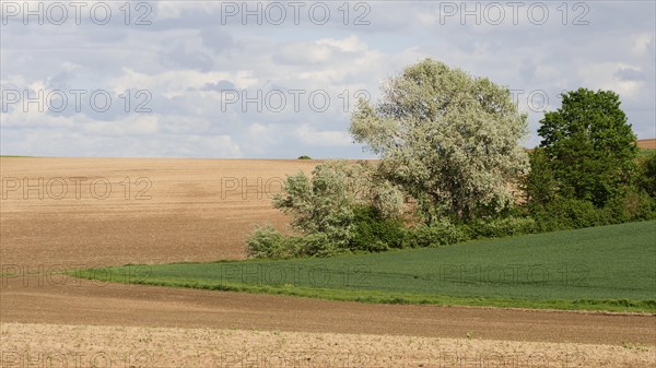 Bocage Landscape with Fields Hedges and Trees