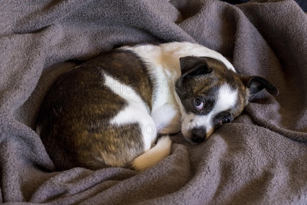 Small Chihuahua dog