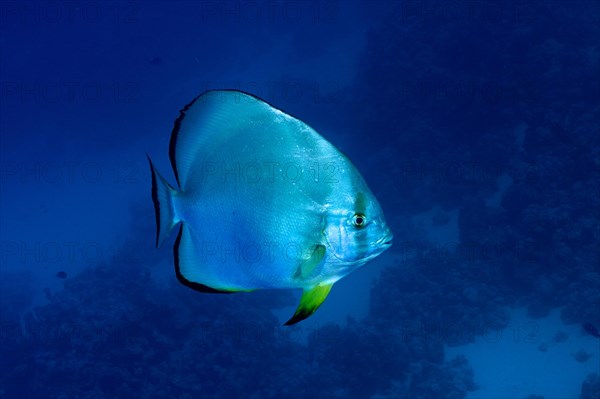 Orbicular batfish