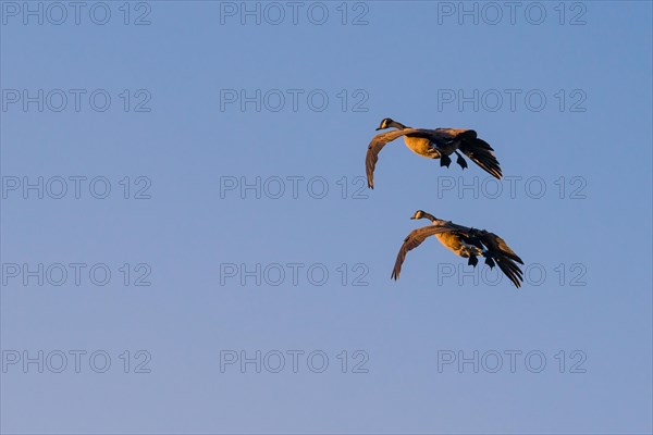 Two Canada geese