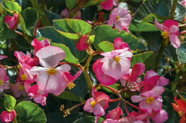 Begonias