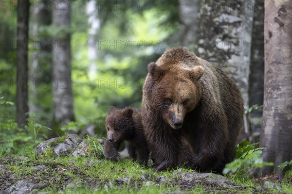 European brown bear