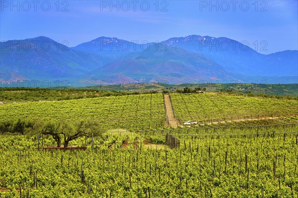 Beautiful landscape with vineyards and distant mountains