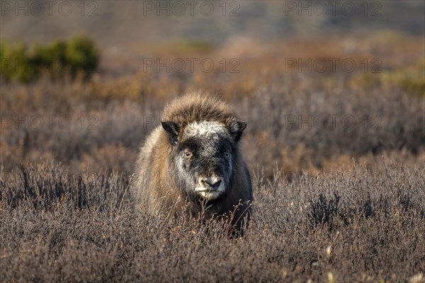 Musk oxen