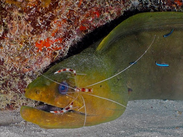 Green moray