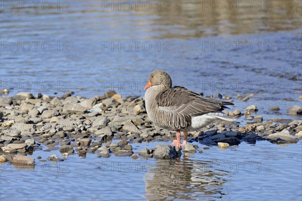 Greylag goose