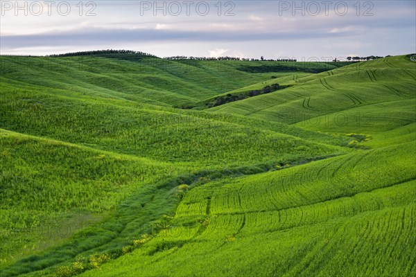 Hilly fields near San Quirico d'Orcia