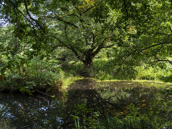 Old river arm and pond