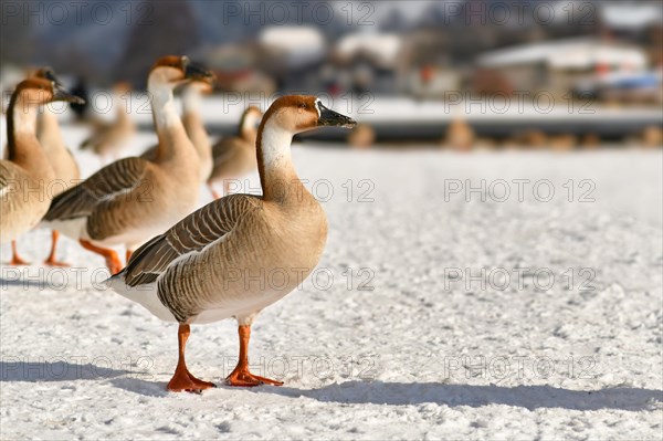 Swan gooses in snow along the River Neckar in Heidelberg. Originally migratory birds that stayed in the cold European weather
