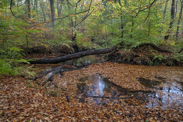 Stream in autumn