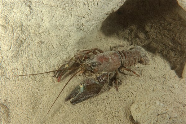 European crayfish