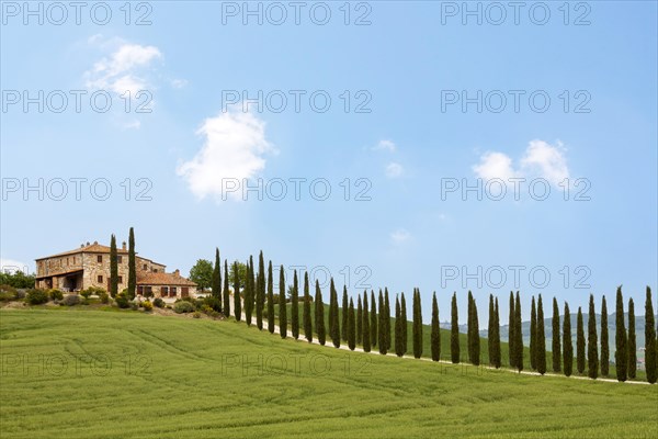Country estate and cypress avenue