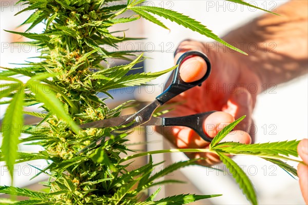 Marijuana buds being cut at a marijuana farm. medicinal cannabis